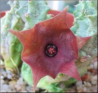 Huernia zebrina magniflora x Duvalia velutina